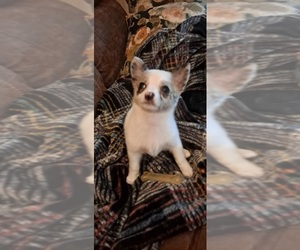 Chiranian Puppy for sale in WISCONSIN RAPIDS, WI, USA