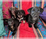 Small #1 Chiweenie