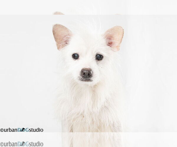 Medium Photo #1 Chihuahua-Unknown Mix Puppy For Sale in Tampa, FL, USA