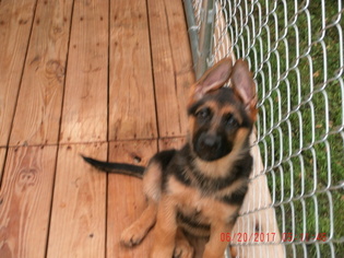 German Shepherd Dog Puppy for sale in WILLIAMSBURG, KY, USA