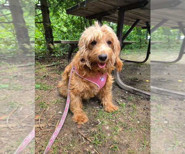 Medium Photo #4 Golden Retriever-Unknown Mix Puppy For Sale in Brights Grove, Ontario, Canada