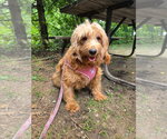 Small Photo #4 Golden Retriever-Unknown Mix Puppy For Sale in Brights Grove, Ontario, Canada