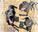 Small #1 Labrador Retriever Mix