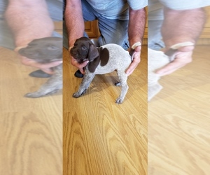German Shorthaired Pointer Puppy for sale in MUENSTER, TX, USA