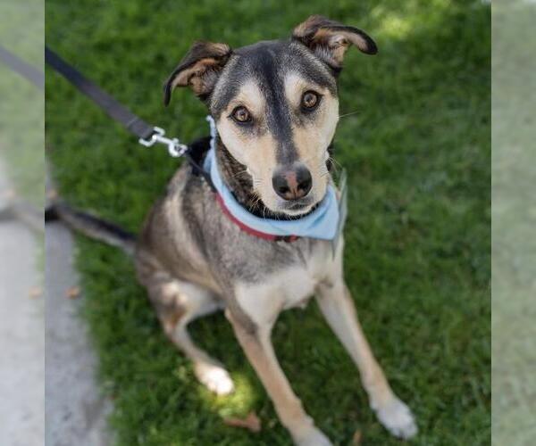 Medium Photo #5 Huskies -Unknown Mix Puppy For Sale in San Diego, CA, USA