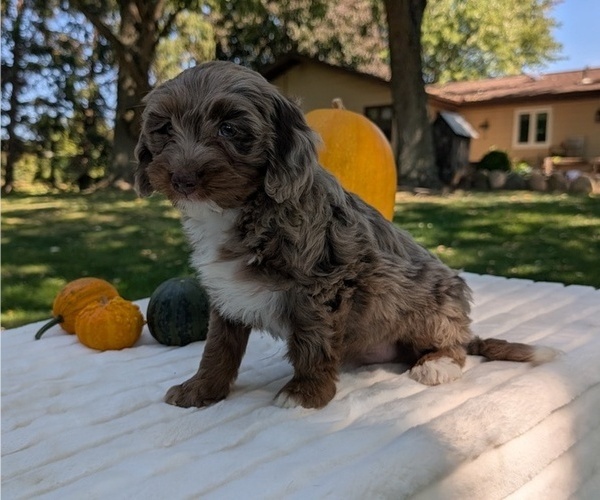 Medium Photo #3 Miniature Bernedoodle Puppy For Sale in GOSHEN, IN, USA