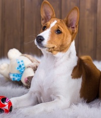 Basenji Puppy for sale in BRONX, NY, USA