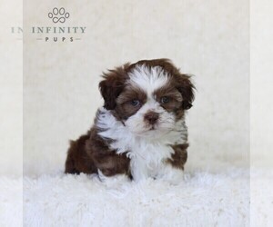 Zuchon Puppy for sale in NEWBURG, PA, USA