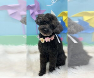 Poodle (Toy) Dogs for adoption in Agoura Hills, CA, USA