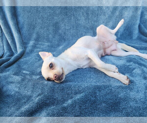 Medium Photo #9 Chihuahua-Unknown Mix Puppy For Sale in San Francisco, CA, USA