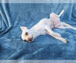 Small #8 Chihuahua Mix