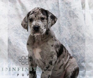 Great Dane Puppy for sale in LITITZ, PA, USA