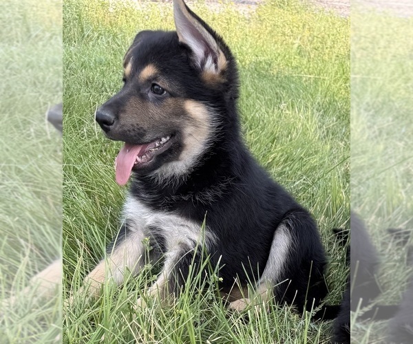 Medium Photo #6 German Shepherd Dog Puppy For Sale in BRIGHTON, CO, USA