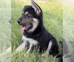 Small #5 German Shepherd Dog