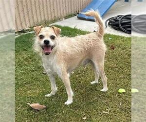 Chihuahua-Unknown Mix Dogs for adoption in Redlands, CA, USA
