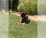 Small #9 German Shorthaired Pointer