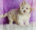 Small Photo #42 Maltipoo (Miniature) Puppy For Sale in WARSAW, IN, USA