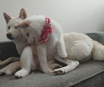 Small Photo #9 Shiba Inu Puppy For Sale in DALY CITY, CA, USA