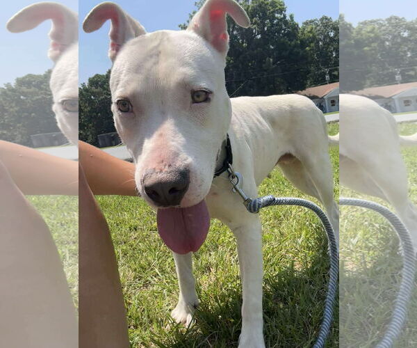 Medium Photo #10 Bull Terrier-Unknown Mix Puppy For Sale in Rustburg, VA, USA
