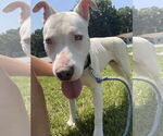 Small #9 Bull Terrier Mix
