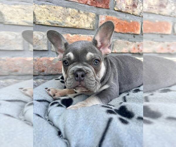 Medium Photo #7 French Bulldog Puppy For Sale in ERIAL, NJ, USA