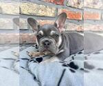 Small #6 French Bulldog