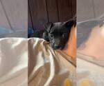 Small #7 American Pit Bull Terrier-Labrador Retriever Mix