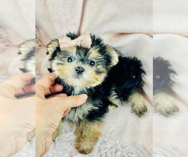 Medium Photo #4 Morkie Puppy For Sale in MIAMI, FL, USA