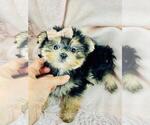 Small #3 Morkie