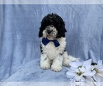 Small #4 Cavapoo (Miniature)