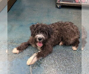 Poodle (Standard)-Unknown Mix Dogs for adoption in Chico, CA, USA