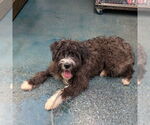 Small Poodle (Standard) Mix
