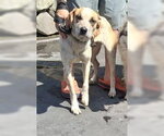 Small Photo #3 Labrador Retriever-Unknown Mix Puppy For Sale in Pacific grove , CA, USA