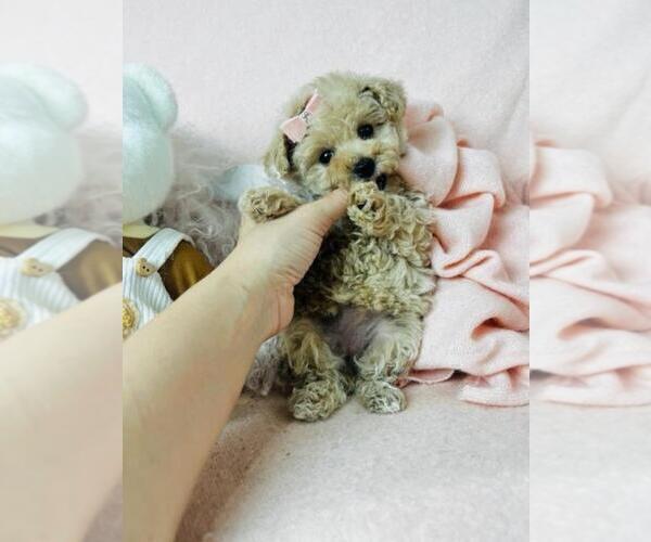 Medium Photo #13 Poodle (Toy) Puppy For Sale in WEST PALM BEACH, FL, USA