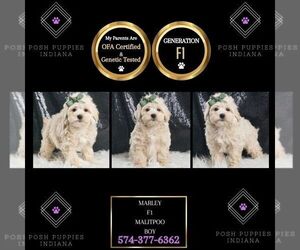 Maltipoo Puppy for sale in WARSAW, IN, USA