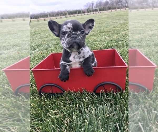 Medium Photo #4 French Bulldog Puppy For Sale in GOSHEN, IN, USA