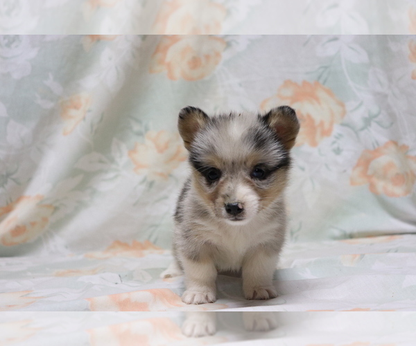 Medium Photo #4 Pembroke Welsh Corgi Puppy For Sale in SHILOH, OH, USA