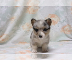 Small Photo #4 Pembroke Welsh Corgi Puppy For Sale in SHILOH, OH, USA