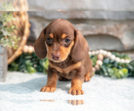 Small #2 Dachshund