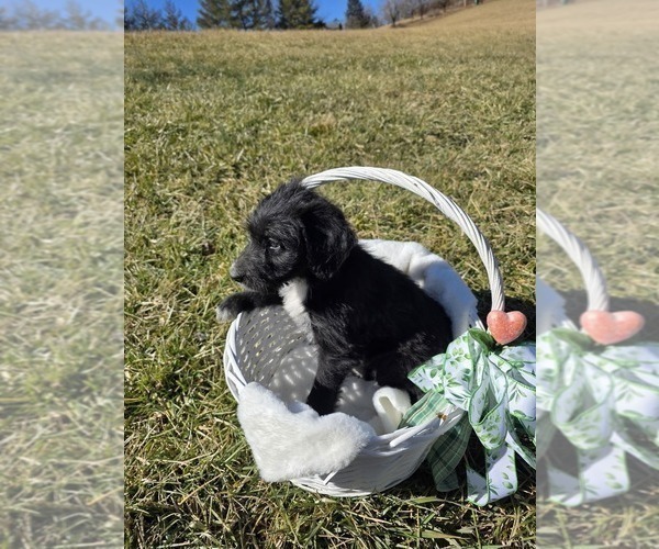 Medium Photo #3 Anatolian Shepherd-Sheepadoodle Mix Puppy For Sale in ALEXANDER, NC, USA
