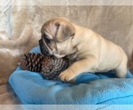 Small #1 French Bulldog