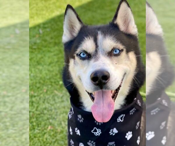Medium Photo #1 Siberian Husky Puppy For Sale in Henderson, NV, USA