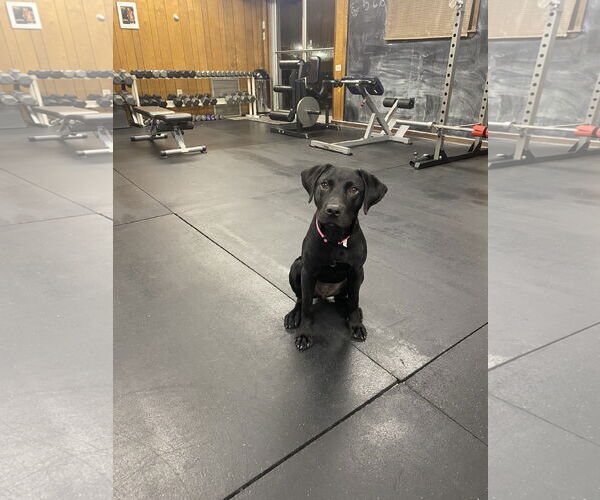 Medium Photo #5 Labrador Retriever-Unknown Mix Puppy For Sale in Oakhurst, NJ, USA
