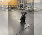 Small #4 Labrador Retriever Mix