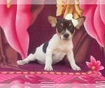 Small #7 French Bulldog-Jack Russell Terrier Mix