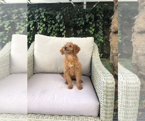 Goldendoodle Puppy for sale in SYLMAR, CA, USA