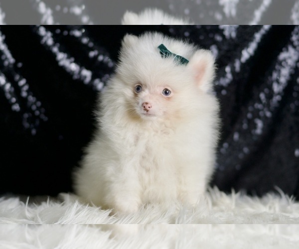 Medium Photo #13 Pomeranian Puppy For Sale in WARSAW, IN, USA