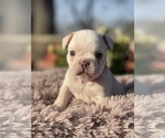 Small Photo #6 French Bulldog Puppy For Sale in RICHLAND, IA, USA
