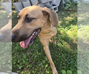 Mutt Dogs for adoption in Jackson, MS, USA