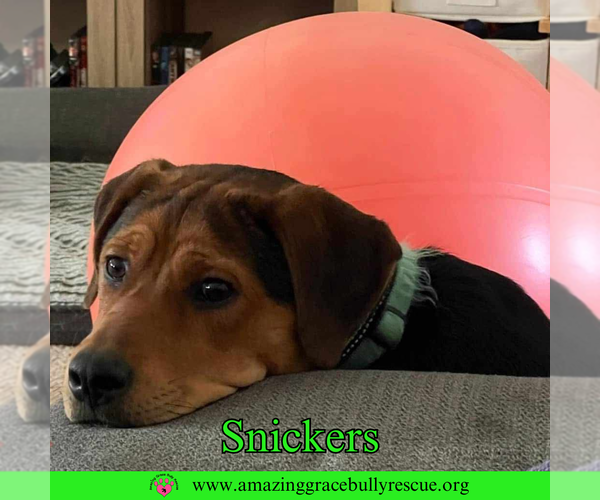 Medium Photo #4 Shepweiller Puppy For Sale in Milton, FL, USA